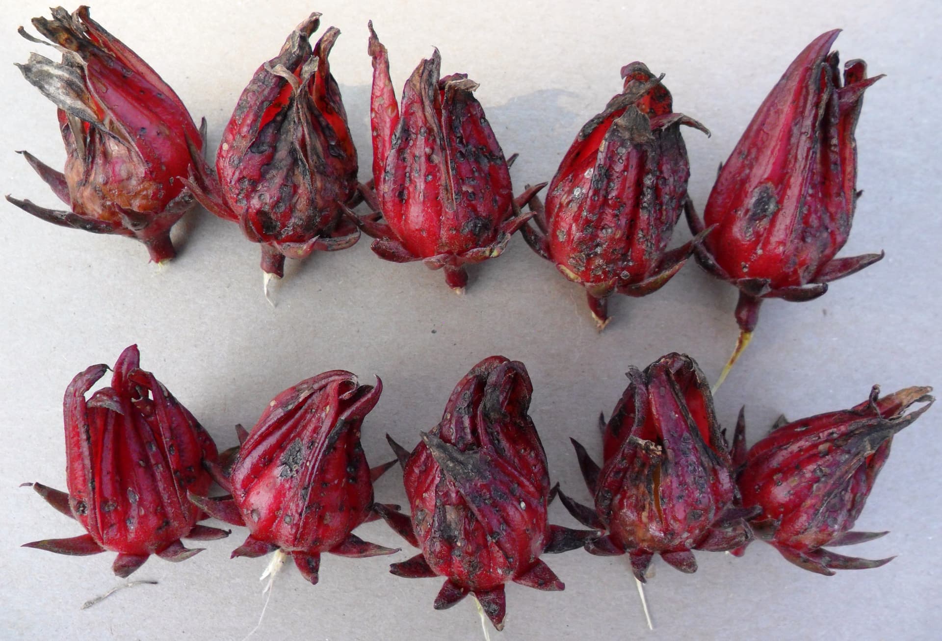 Manchado de calices de jamaica causado por Corynespora cassiicola