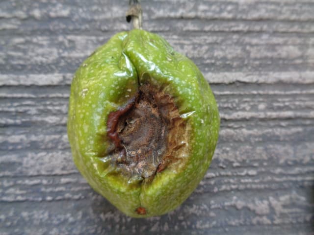 Antracnosis en frutos de maracuya