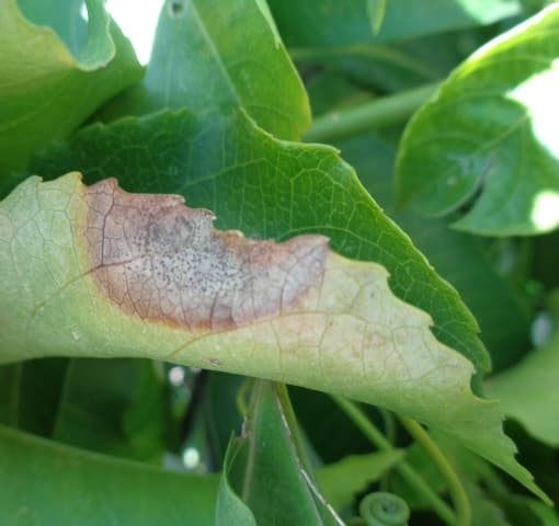 Antracnosis en hojas