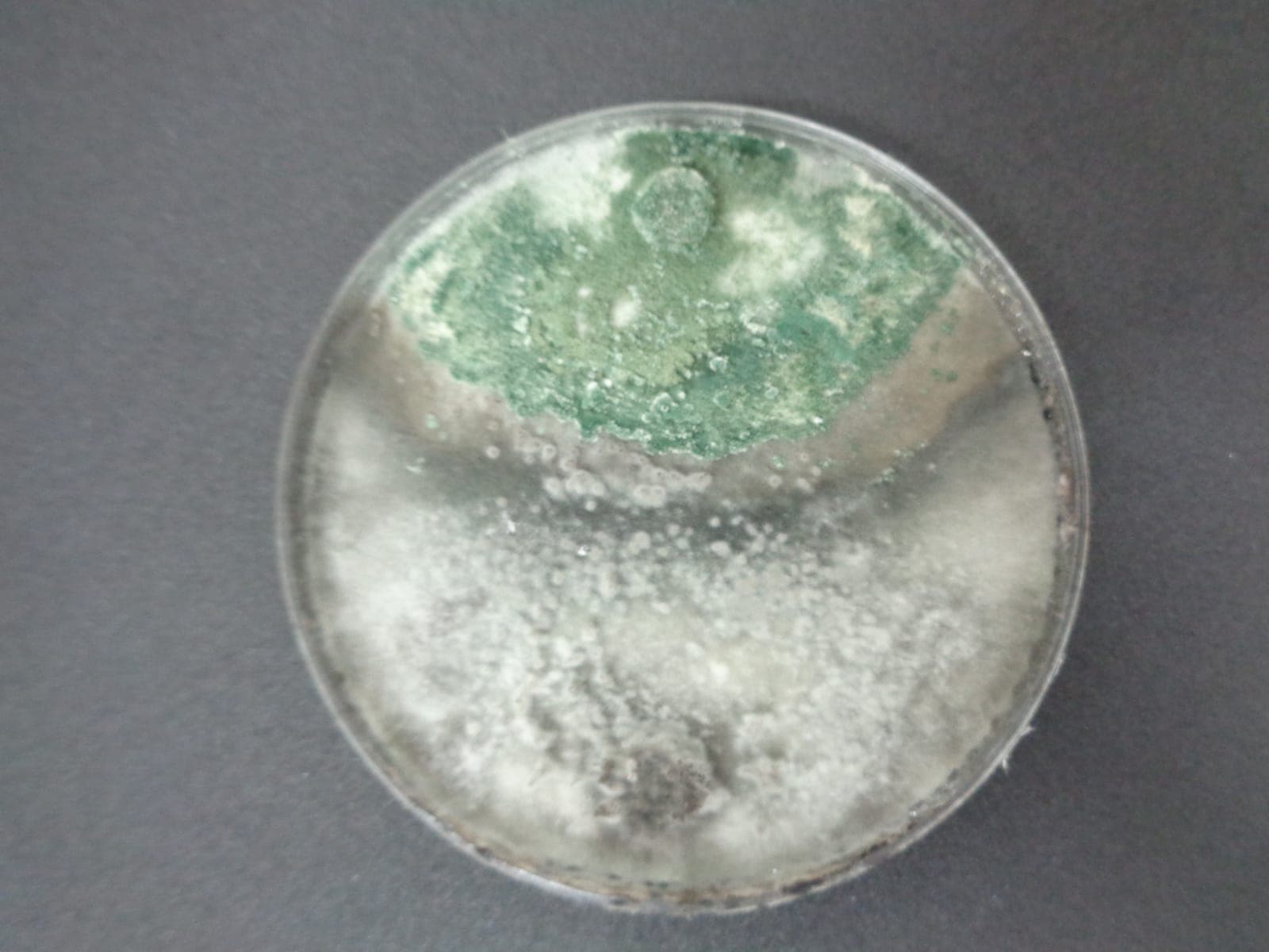 Colonia de Trichoderma en PDA