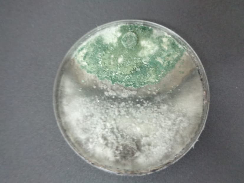 Colonia de Trichoderma