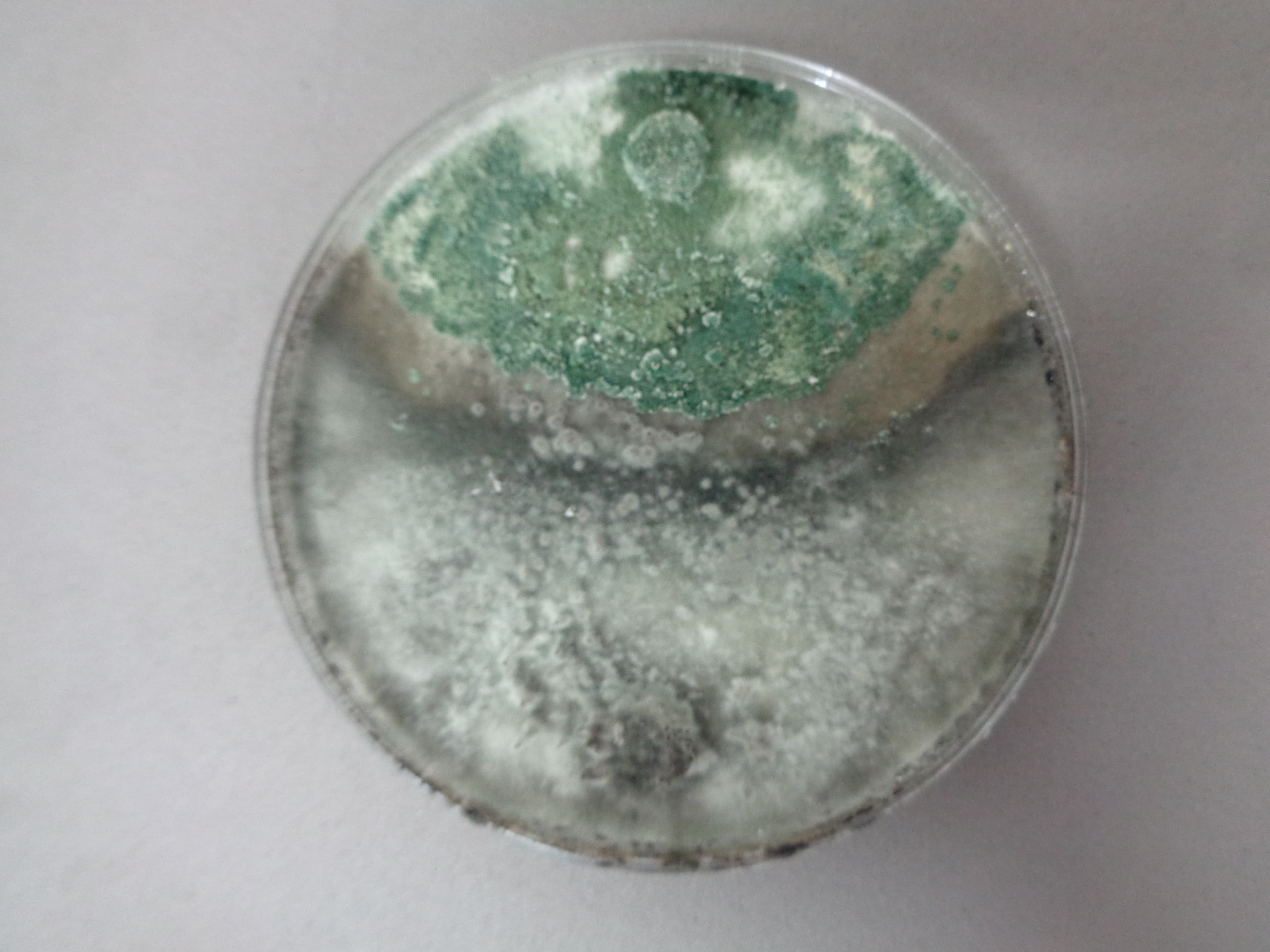 Colonia de Trichoderma en medio PDA