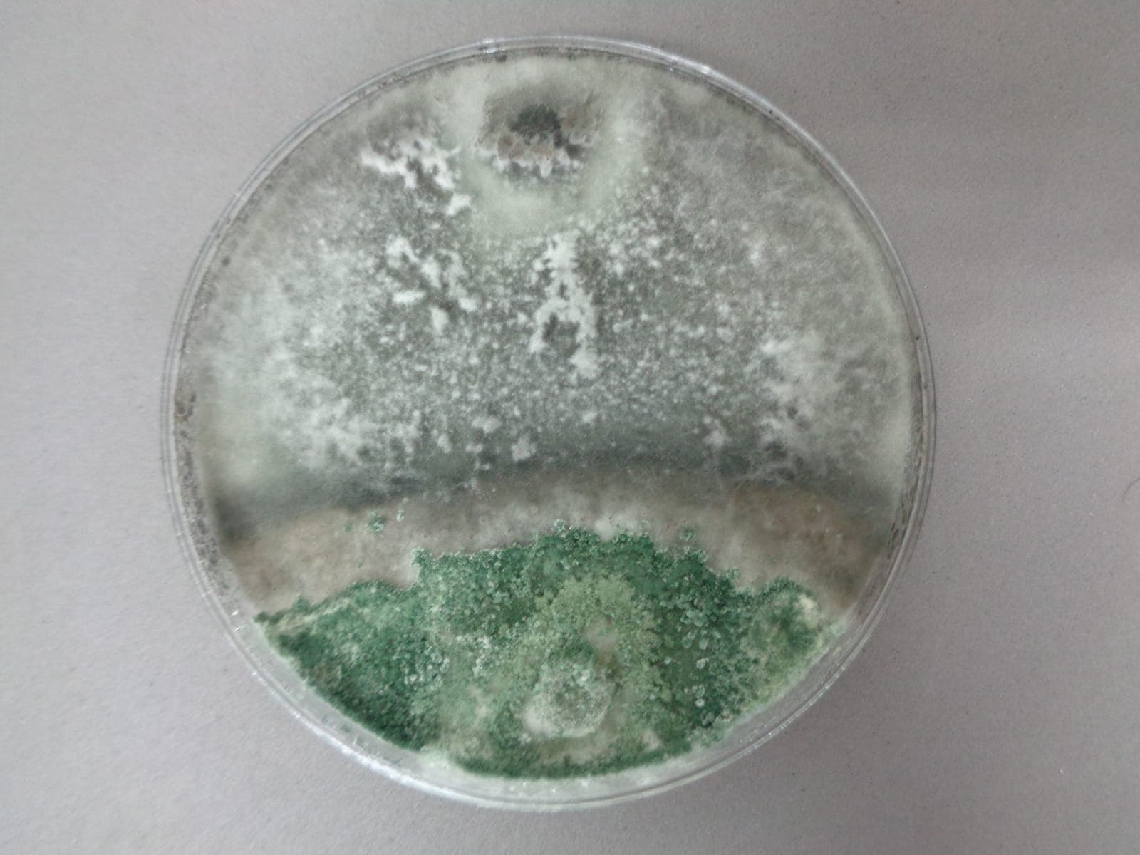 Colonia de Trichoderma spp. en medio de cultivo